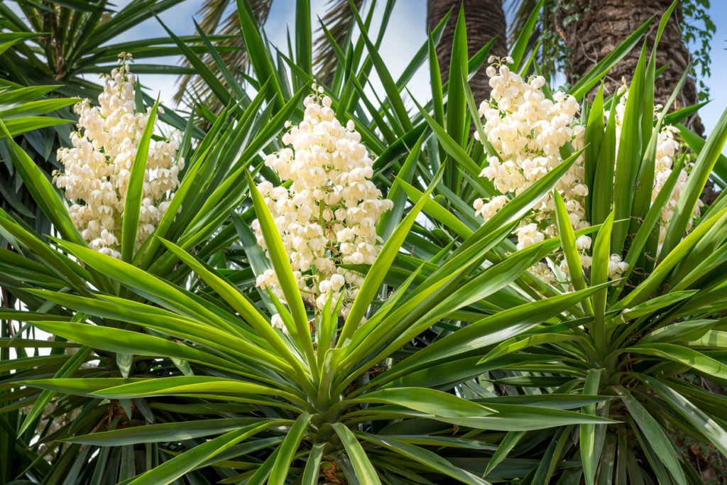 Yucca çiçekleri