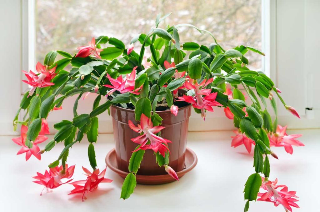 YILBAŞI ÇİÇEĞİ (SCHLUMBERGERA)