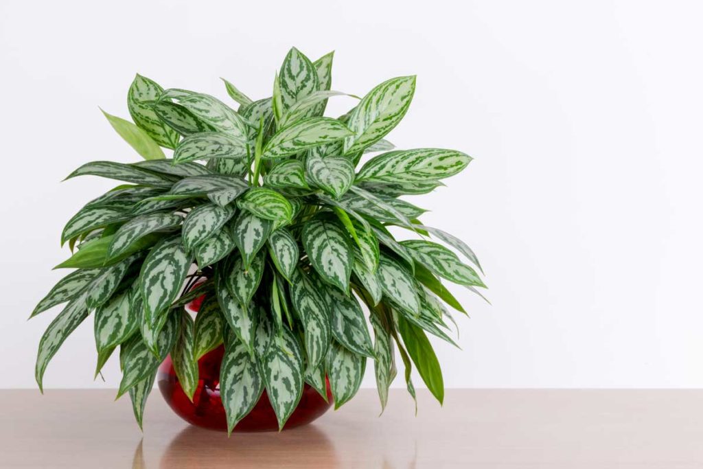 ÇİN HERDEMYEŞİLİ (AGLAONEMA)