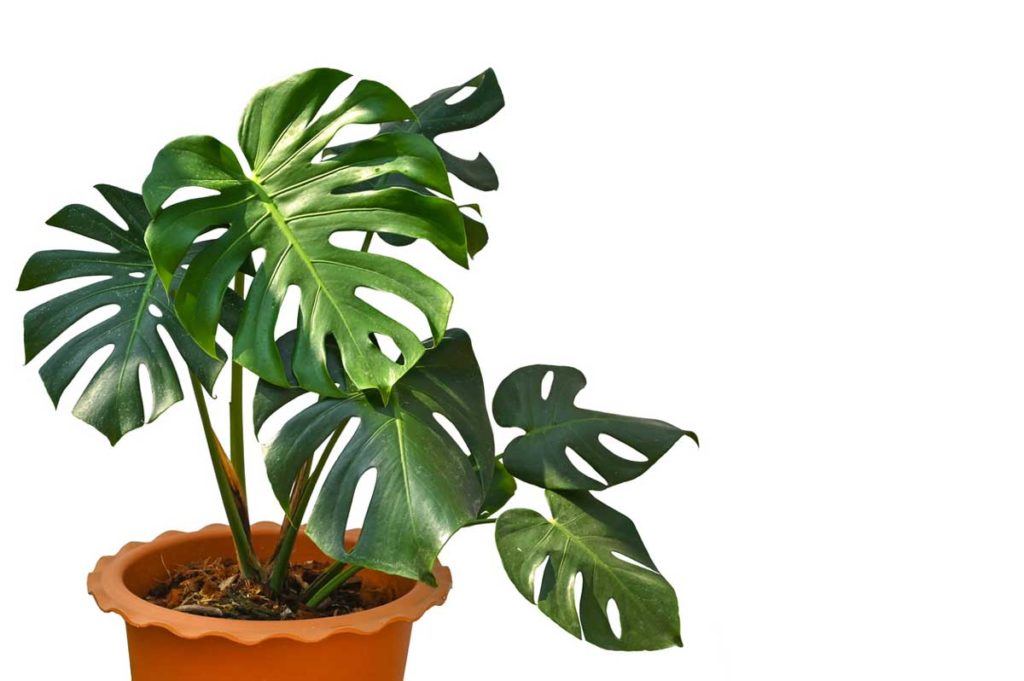 DEVE TABANI (MONSTERA DELICIOSA)