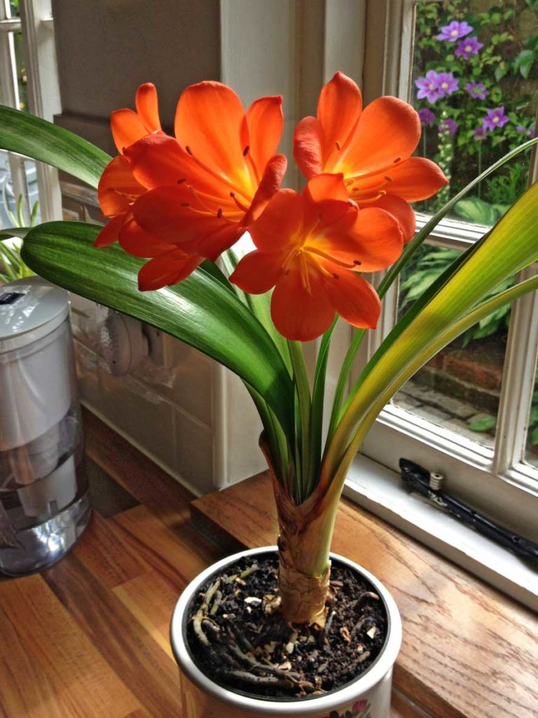 KLİVYA (CLIVIA)