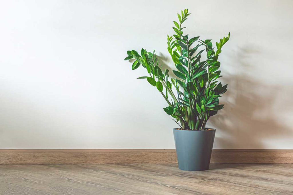 ZEZE BİTKİSİ (ZAMIOCULCAS)