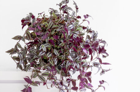 Telgraf çiçeği bakımının püf noktaları: Tradescantia (Kara Sevda Çiçeği)