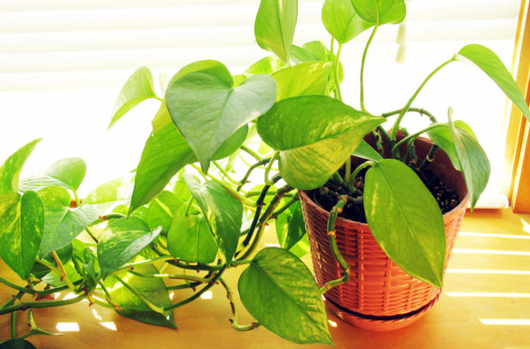 SALON SARMAŞIĞI BAKIMI (POTHOS) NASIL YAPILIR? ÇOĞALTMA ADIMLARI