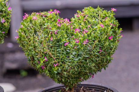 Cennet çiçeği bakımı nasıl yapılır? Kufelya (Cuphea hyssopifolia)