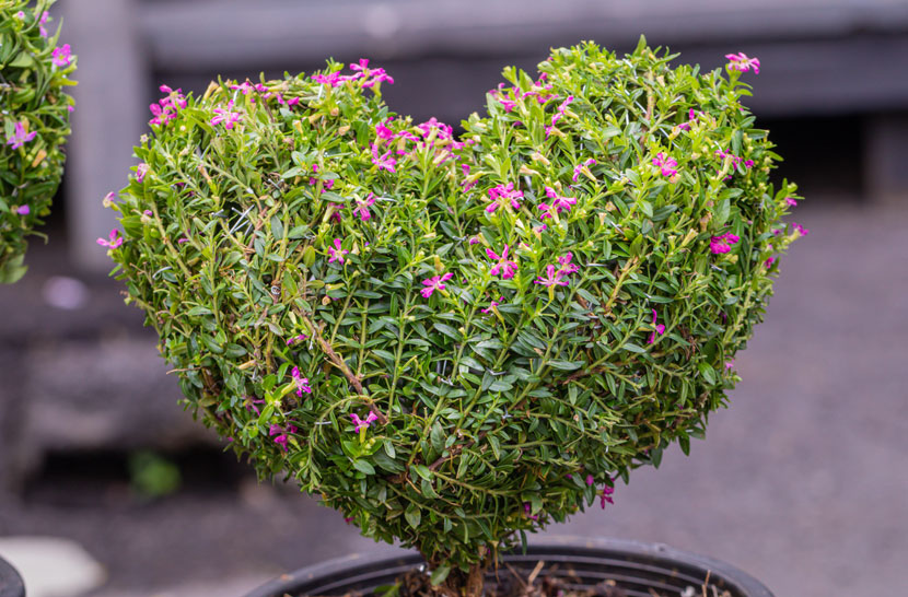 Cennet çiçeği bakımı nasıl yapılır? Kufelya (Cuphea hyssopifolia) Haberi