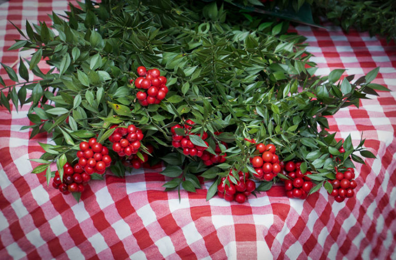 KOKİNA ÇİÇEĞİ BAKIMI EVDE NASIL YAPILIR? YILBAŞI ÇİÇEĞİ SUYA KONULMALI MI?