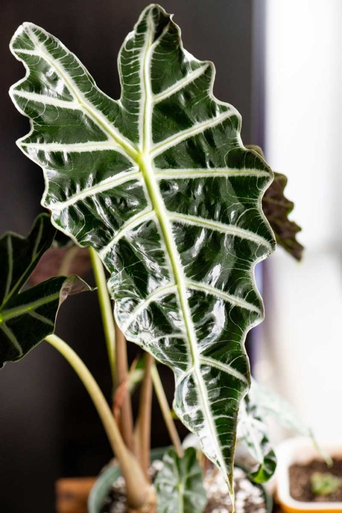 alocasia polly