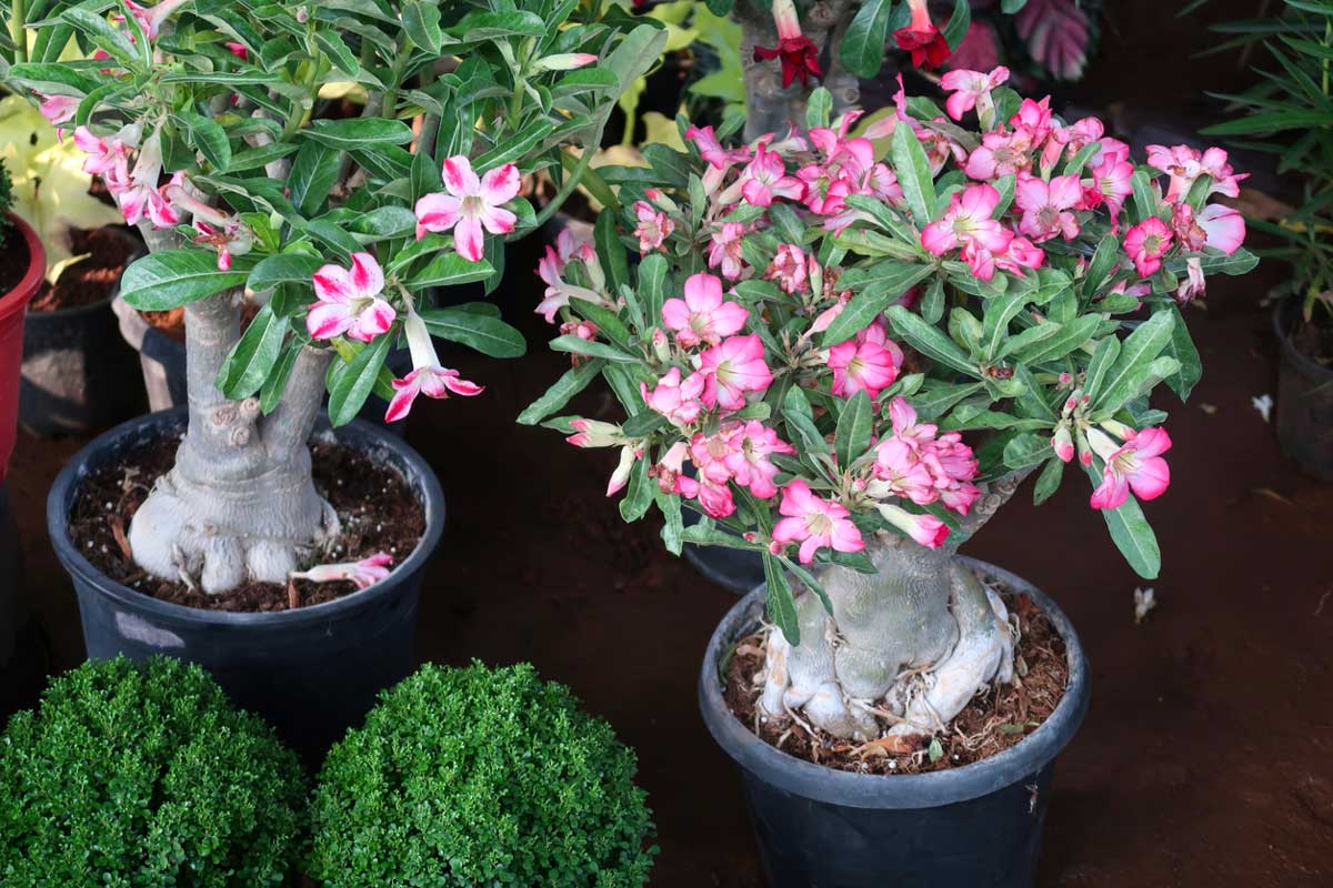 Çöl gülü adenium bakımı nasıl yapılır? Çöl gülü anlamı nedir?