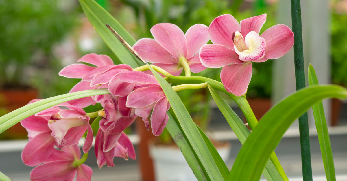 Simbidyum orkide bakımı nasıl yapılır? (Cymbidium) Ne zaman çiçek açar?