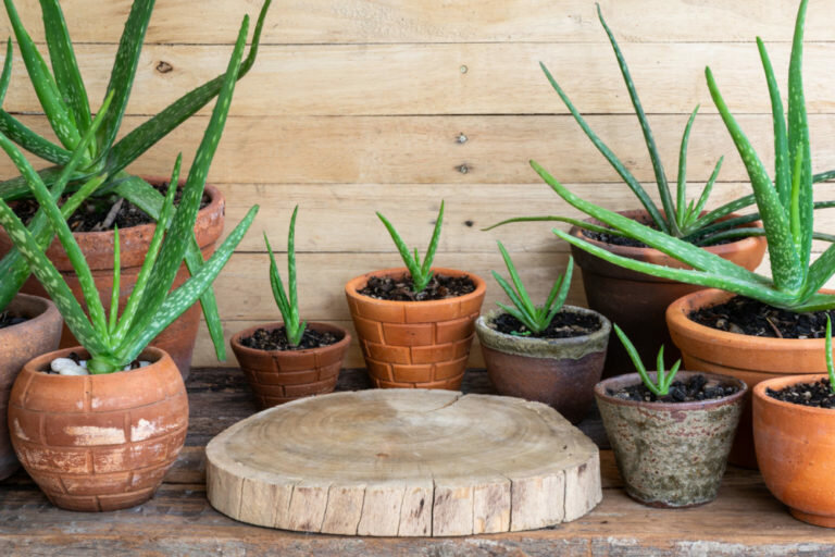 aloe vera bakımı