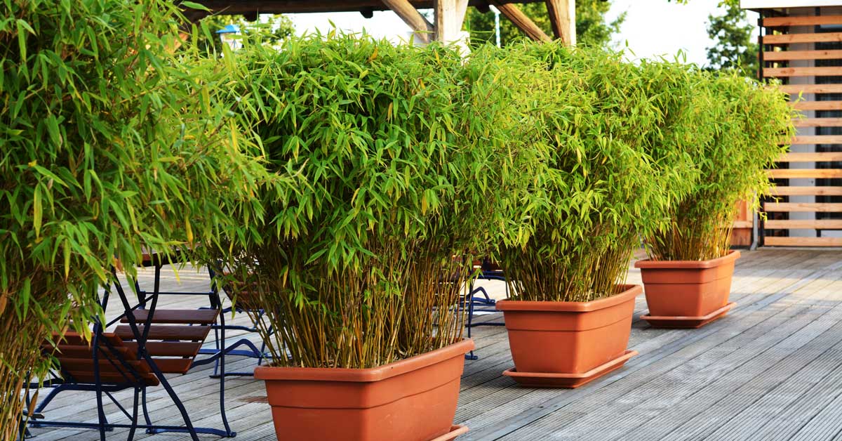 Bahçede bambu bakımı ile ilgili tüm detaylar! Bambu nedir? Haberi