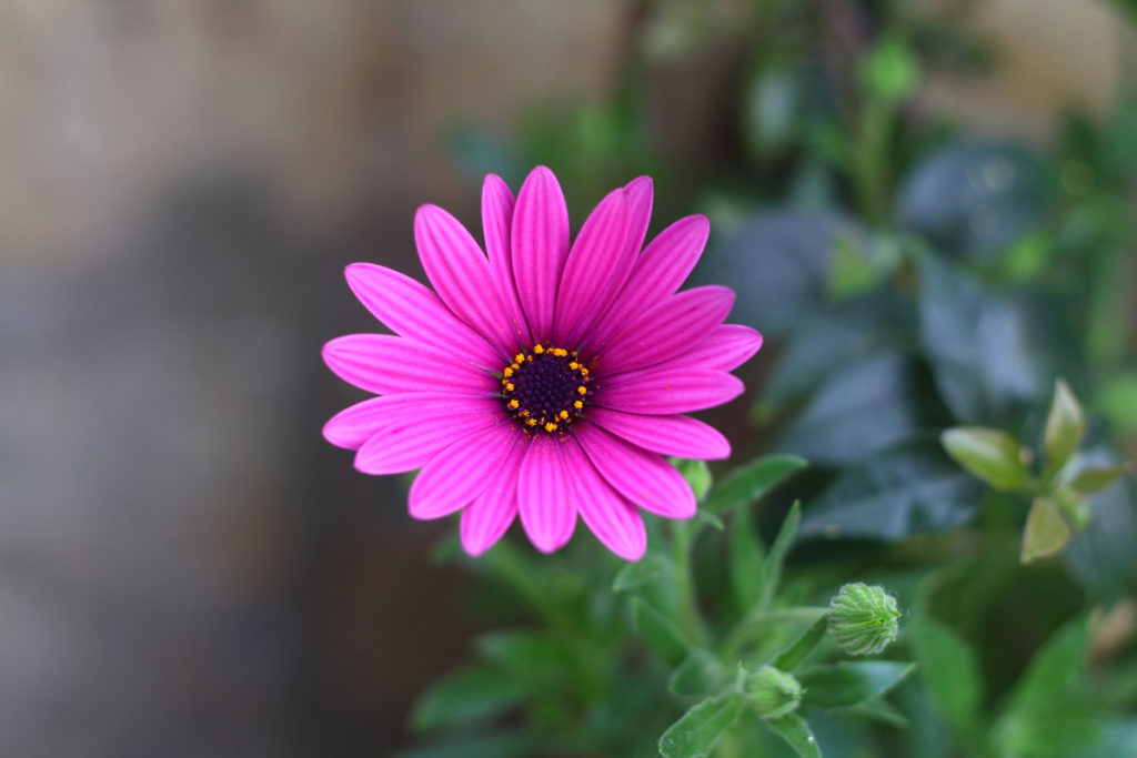 kozmos çiçeği Cosmos-bipinnatus