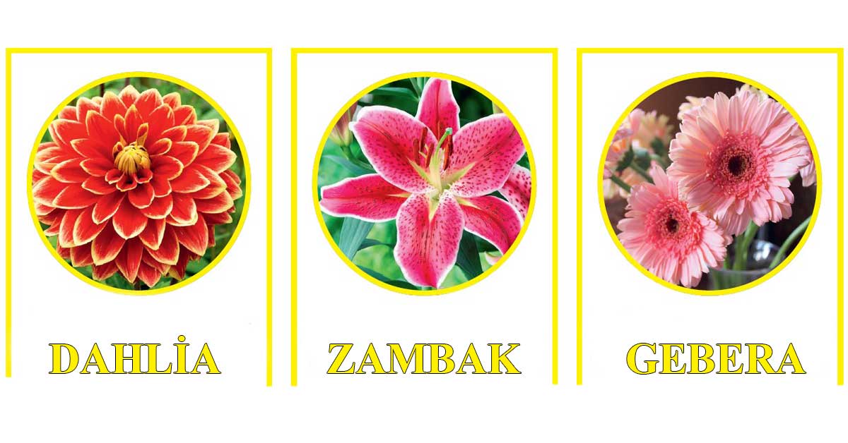 Dahlia, zambak ve gebera çiçeği seviyorsanız, bu çiçeklere bayılacaksınız!