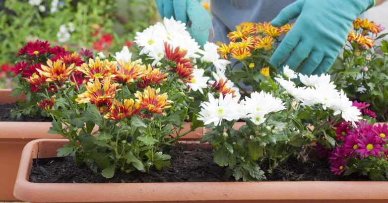 KASIM AYINDA GÜN GÜN BAHÇE İŞLERİ