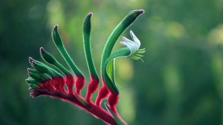 KANGAROO PAW ÇİÇEĞİ BAKIMI (KANGURU PENÇESİ) VE TÜM PÜF NOKTALAR