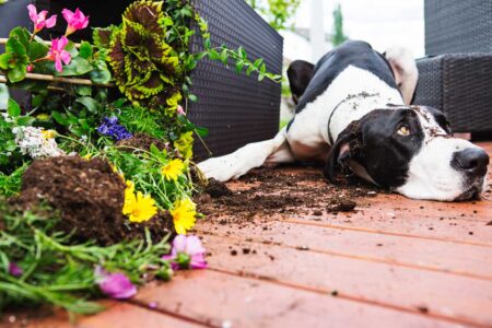 Köpekleri çiçek bahçelerinden nasıl uzak tutabiliriz?