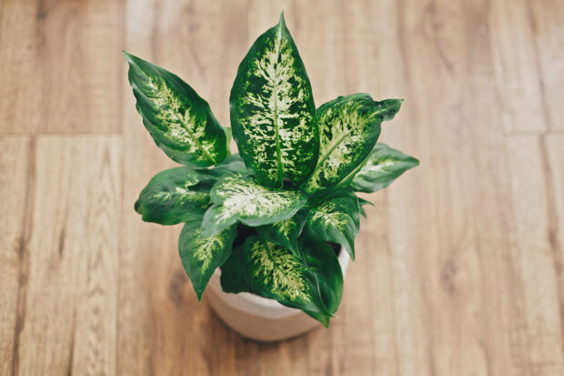 Dieffenbachia