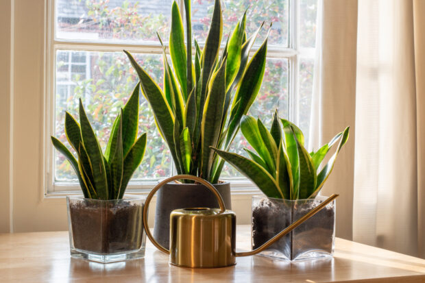 Paşa Kılıcı (Sansevieria trifasciata)