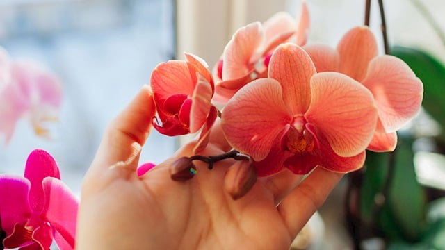 ORKİDELERİNİZİN HER YIL SAĞLIKLI ÇİÇEK AÇMASI İÇİN 4 ALTIN KURAL