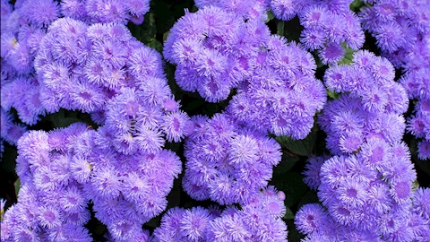 Ageratum çiçeği bakımı: Yaz boyunca çiçek açan zarif bitki