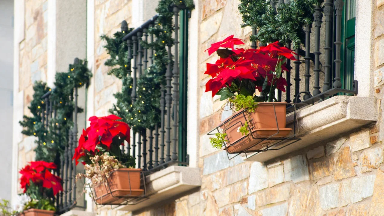 Ocak ayında bahçede yapılması gerekenler Haberi