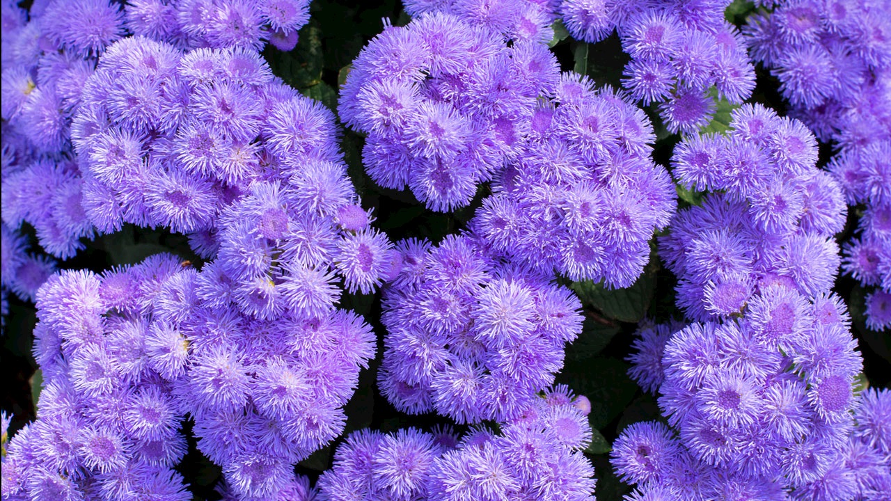 Ageratum çiçeği bakımı: Yaz boyunca çiçek açan zarif bitki