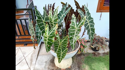 Fil kulağı bitkisi (Alocasia Polly) bakımı nasıl olmalı? Püf noktalar