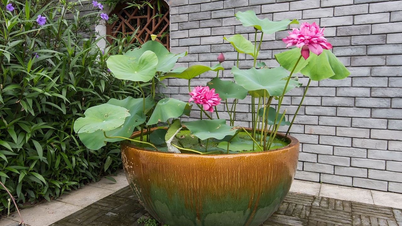 Tohumdan lotus yetiştirme adımları? Lotus çiçeği nasıl çimlendirilir? Haberi