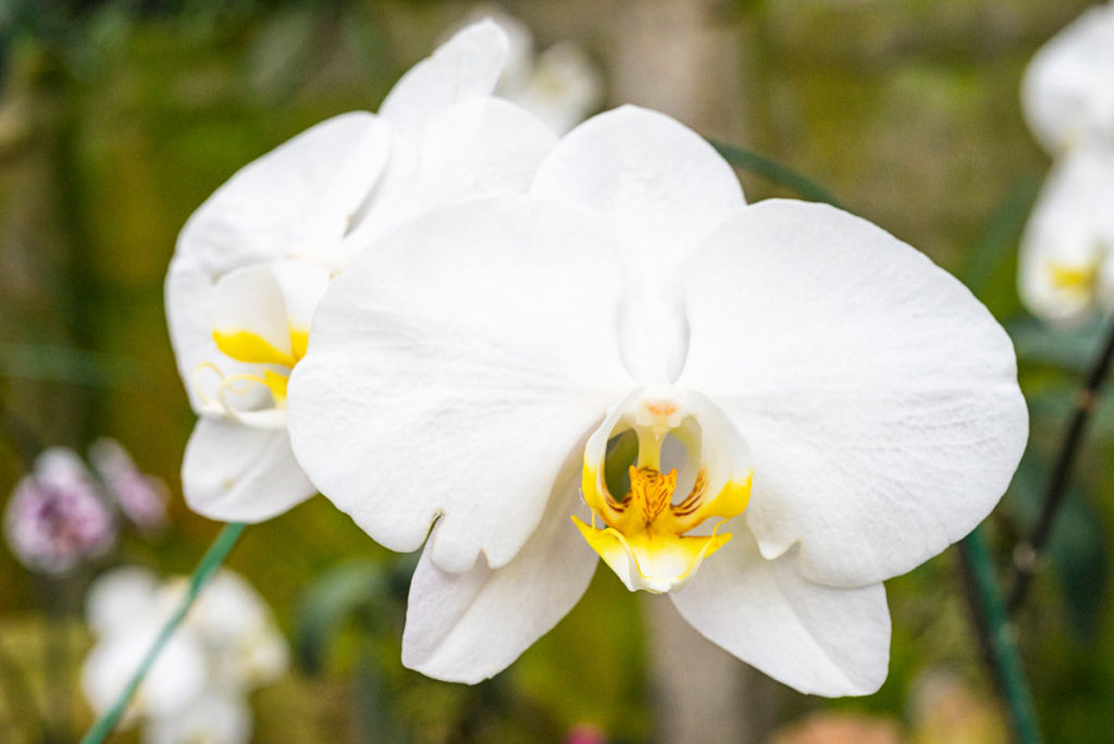 dünyanın en ilginç çiçekleri Phalaenopsis amabilis